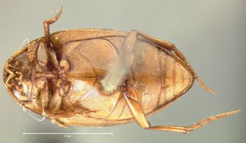 Media type: image;   Entomology 6009 Aspect: habitus ventral view